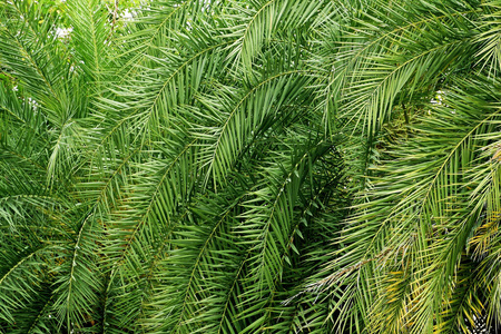 热带棕榈叶纹理背景。