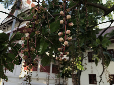 夏天 美女 食物 植物区系 分支 季节 森林 颜色 水果