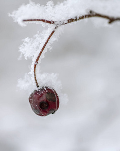 雪下的山楂浆果雪下的山楂果