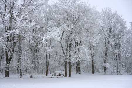 冬天的风景，白雪覆盖的树木和一张长椅，在森林里的雪下休息