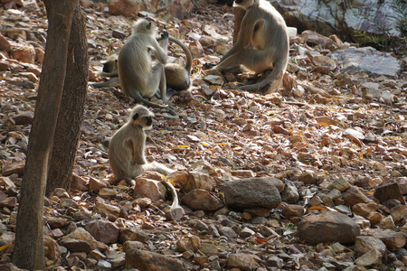 加亚 自然 松鼠 母亲 可爱的 动物群 特写镜头 动物 哺乳动物