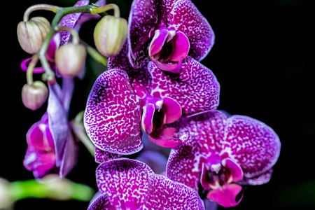 美丽的 植物 花园 紫罗兰 自然 蝴蝶兰 美女 春天 植物区系