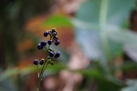 分支 特写镜头 植物 树叶 季节 花园 美丽的 森林 公园