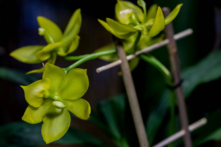 颜色 花的 紫色 开花 自然 植物学 花瓣 植物区系 假日