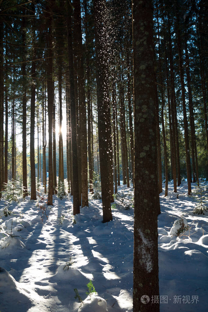 冬天森林里神奇的降雪阳光透过树干照射