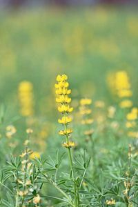 颜色 季节 公园 成长 特写镜头 园艺 花的 夏天 羽扇豆