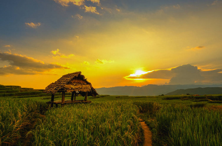 八盘坪绿色梯田景观图，