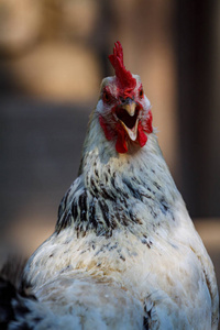 一只公鸡在农场院子里的鸡笼里的特写镜头
