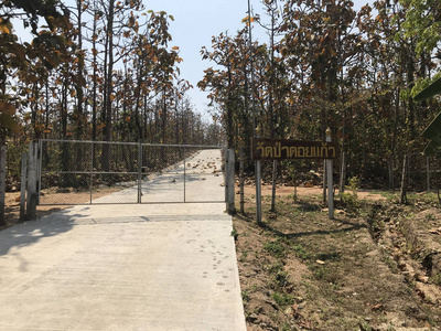 美丽的 旅行 风景 夏天 植物 领域 古老的 街道 公园