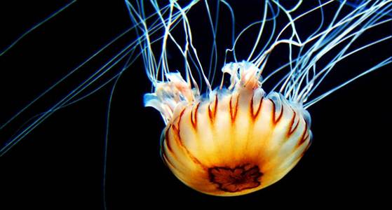 颜色 绘画 水下 生物 透明的 乌龟 游泳 水族馆 野生动物