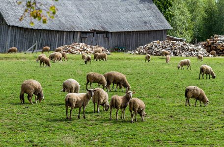 草地上的羊。