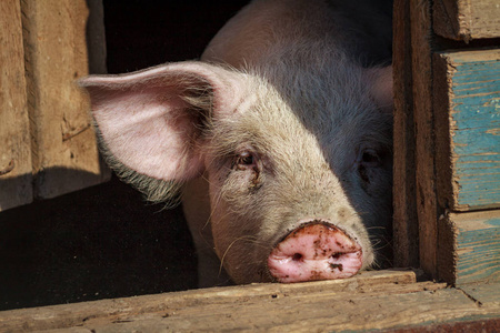 猪场里的一头大猪头特写镜头照片