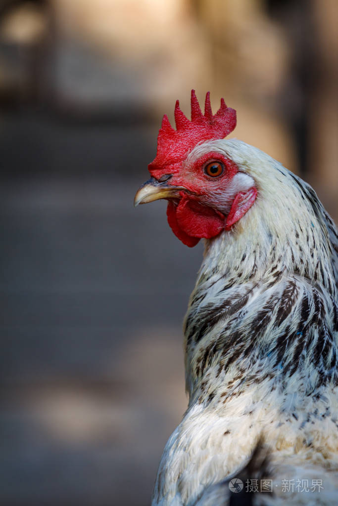 一只公鸡在农场院子里的鸡笼里的特写镜头