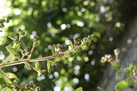 花园 森林 环境 树叶 植物学 生长 成长 复制空间 自然