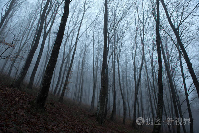 朦胧阴森的黑暗森林