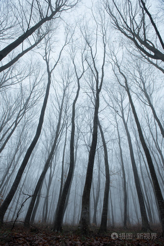 朦胧阴森的黑暗森林