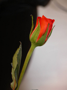 特写镜头 花瓣 植物 象形文字 象形图 开花 玫瑰 繁荣的