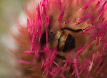 昆虫 花园 大黄蜂 美丽的 花的 蜂蜜 植物 缺陷 野生动物