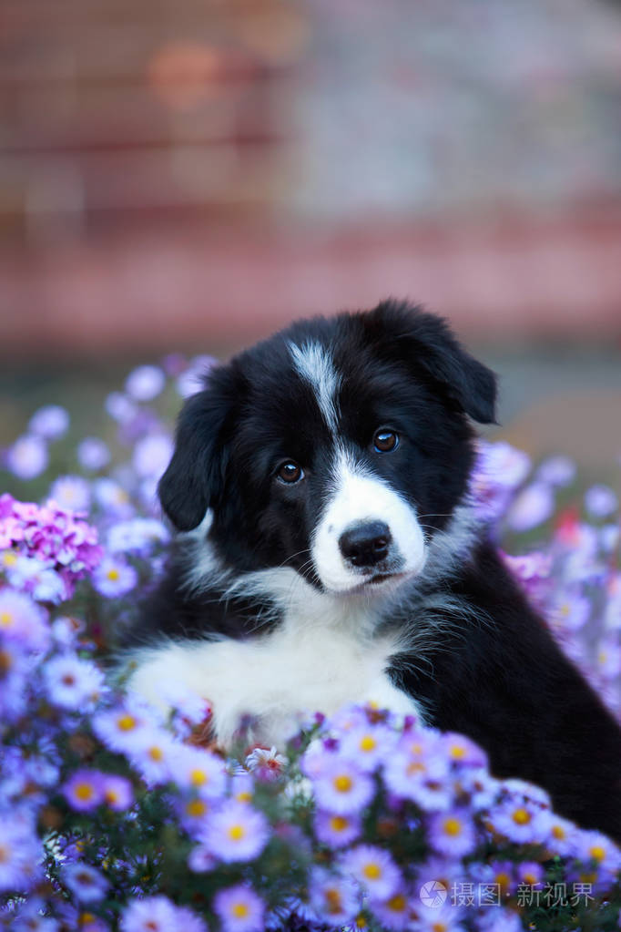 犬种边境牧羊犬照片-正版商用图片27p8zl-摄图新视界