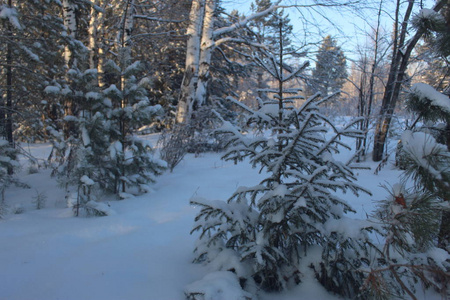森林 自然 寒冷的 风景 美丽的 冬天 季节 天空