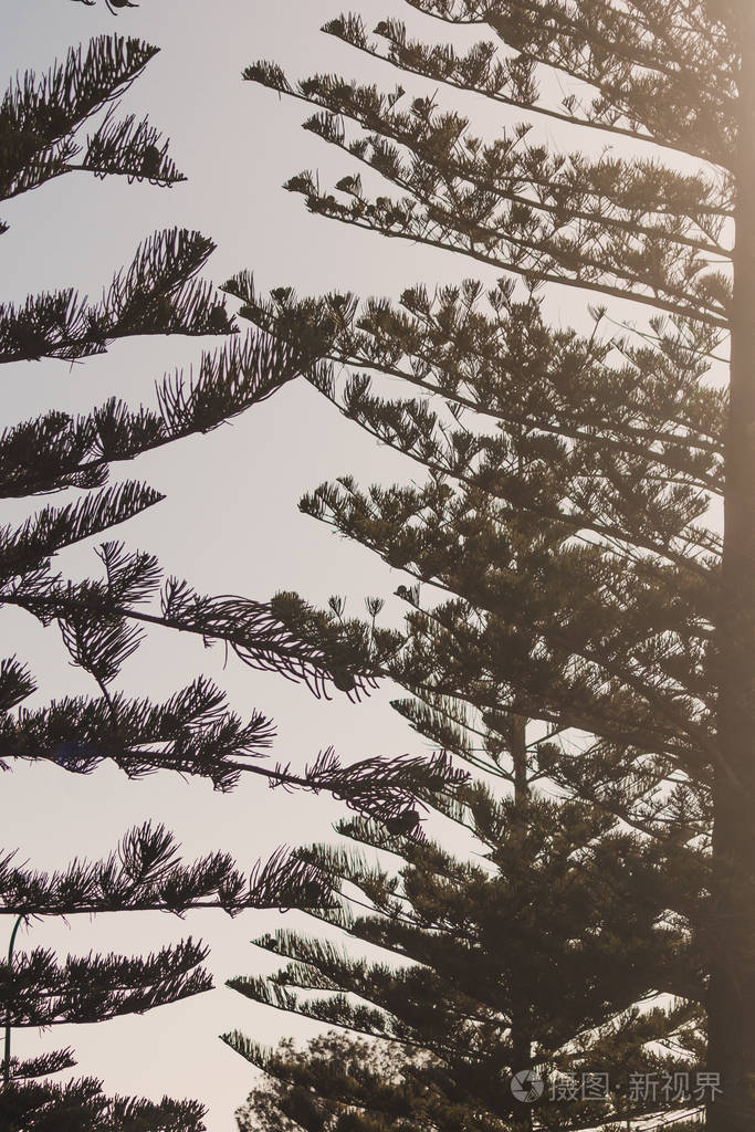 诺福克岛的松树在澳大利亚西部夏季被拍摄