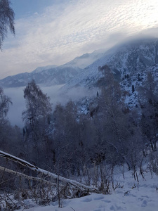 早晨 冬天 森林 自然 风景 寒冷的