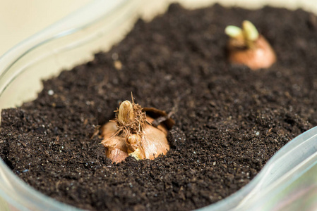 在家里把球茎种在地上。下一朵花