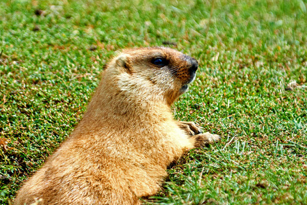 旱獭 动物群 野生动物 动物 土拨鼠 可爱的 哺乳动物 夏天
