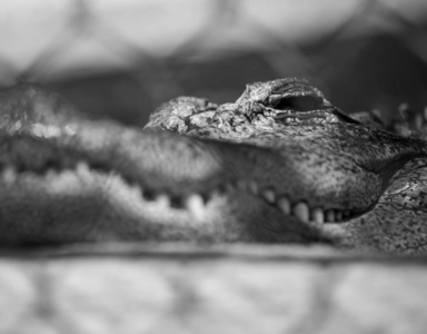 牙齿 鳄鱼 距离 野生动物 墨西哥 自然 爬行动物 长的