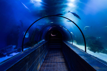黑暗 玻璃 动物群 海的 水族馆 走道 照明 海洋 动物