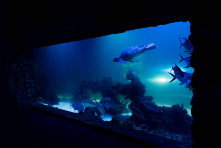 珊瑚 在室内 动物 霓虹灯 游泳 照亮 鱼类 自然 海的