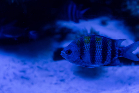 玻璃 水族馆 照明 动物园 动物 霓虹灯 海的 海洋馆 动物群