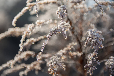 雪花 早晨 美丽的 自然 冬天 杂草 植物区系 季节 冷冰冰的