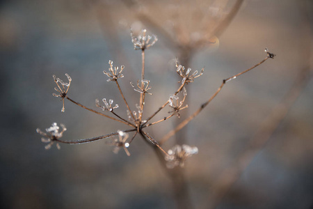 墙纸 冷冰冰的 雪花 季节 日出 自然 白霜 植物 美丽的