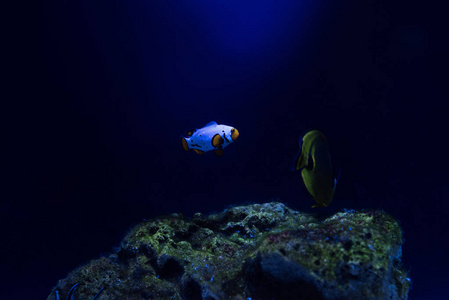 海洋 动物园 玻璃 照亮 动物 海的 水族馆 海洋馆 自然