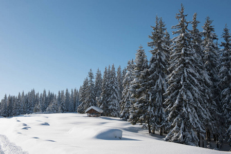 高山雪山松林景观图片