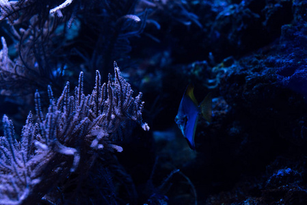 动物 水族馆 玻璃 生活 黑暗 动物群 海的 照亮 游泳