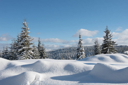 高山雪山松林景观图片