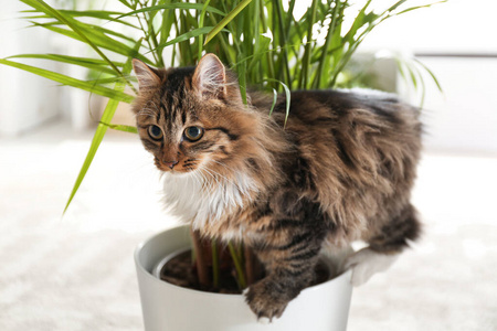 爪子 长的 繁殖 猫科动物 有趣的 在室内 宠物 植物 小地毯