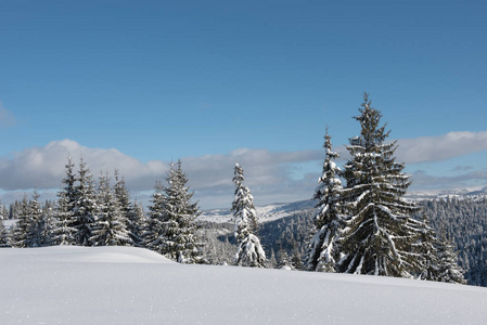 高山雪山松林景观