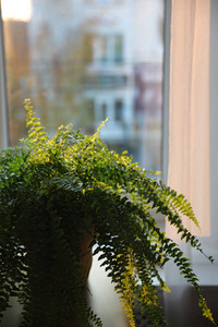 颜色 植物区系 室内植物 自然 植物 窗口 叶状 生态学