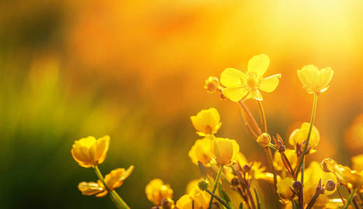 field of spring flowers 