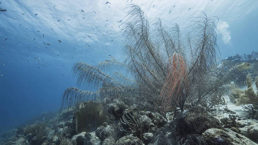 加勒比 游泳 野生动物 钓鱼 珊瑚 海的 旅行 水下 运动