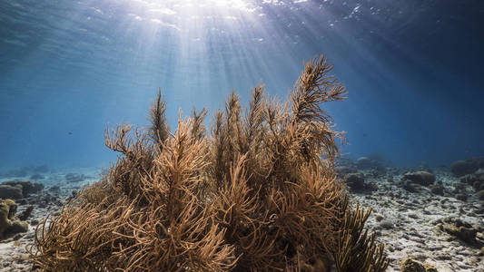 假日 加勒比 暗礁 旅行 游泳 野生动物 生活 水下 荷兰语