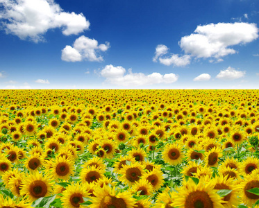 field of blooming sunflowers 