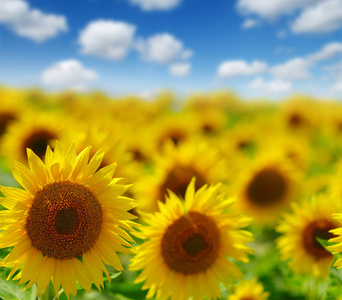 field of blooming sunflowers 