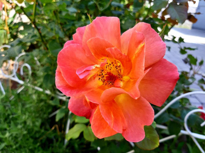 自然 花园 美丽的 季节 万寿菊 美女 植物区系 夏天 花的