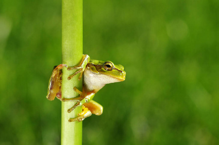 Green tree frog on grass 