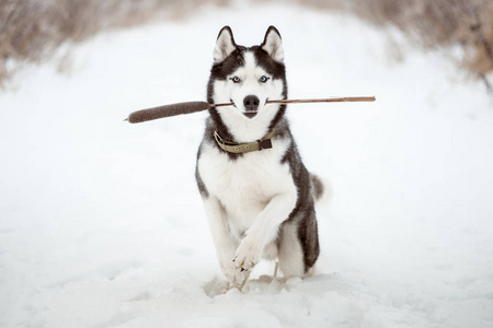 西伯利亚哈士奇犬