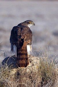 苍鹰 森林 猎物 猛禽 脊椎动物 捕食者 鸟类学 成人 分支